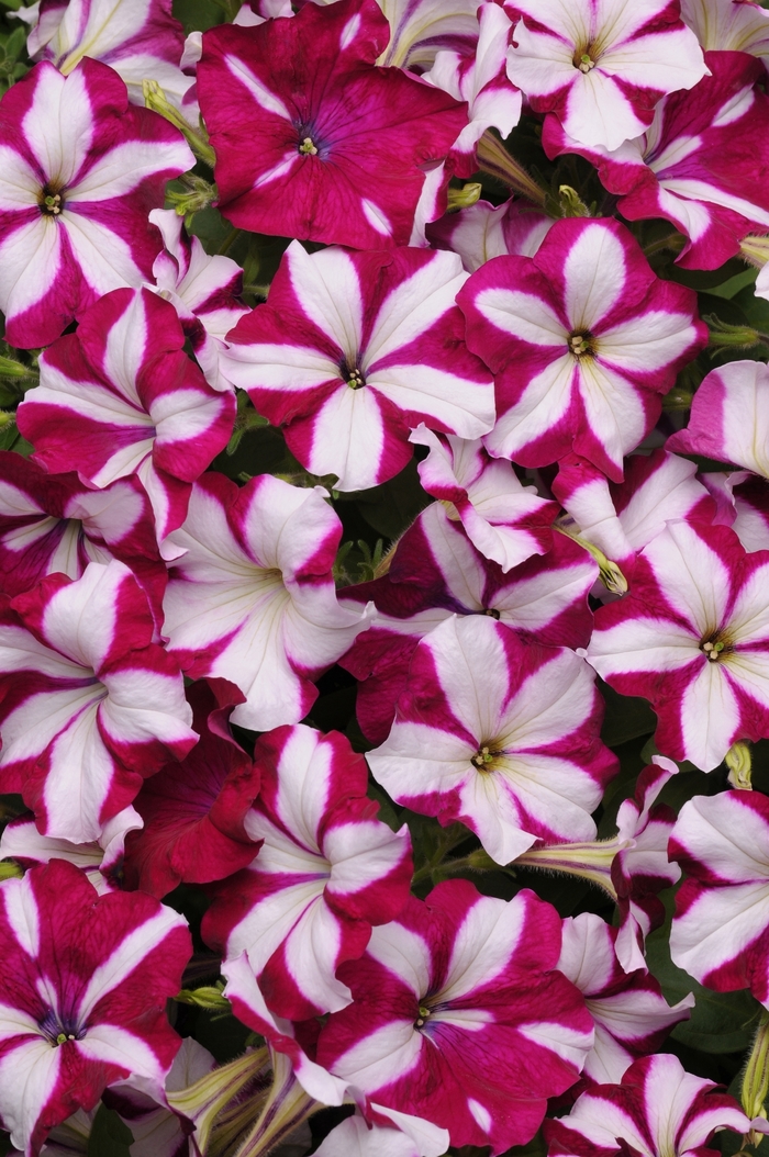 Easy Wave® Burgundy Star - Petunia hybrida from Kings Garden Center