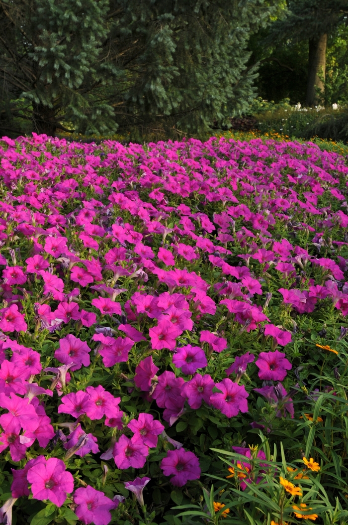 Easy Wave® Neon Rose - Petunia x hybrida from Kings Garden Center