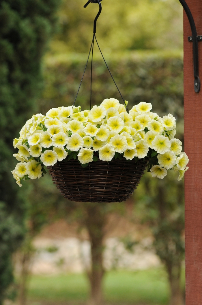 Easy Wave® Yellow - Petunia hybrida from Kings Garden Center