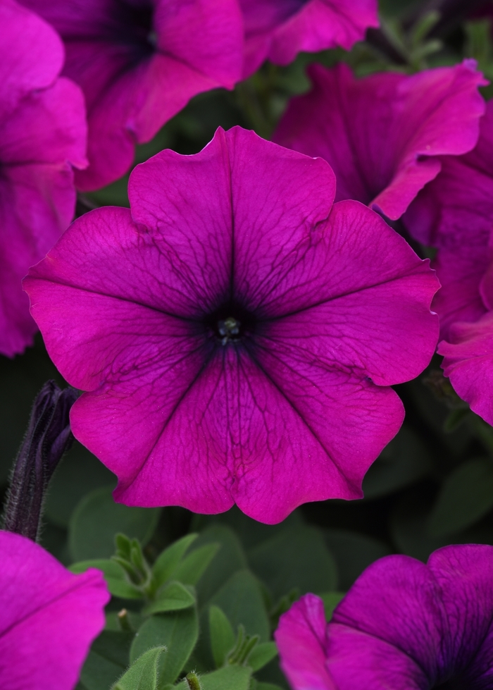 Easy Wave® Violet - Petunia hybrida from Kings Garden Center