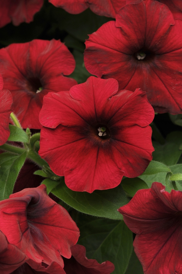 Easy Wave® Red Velour - Petunia hybrida from Kings Garden Center