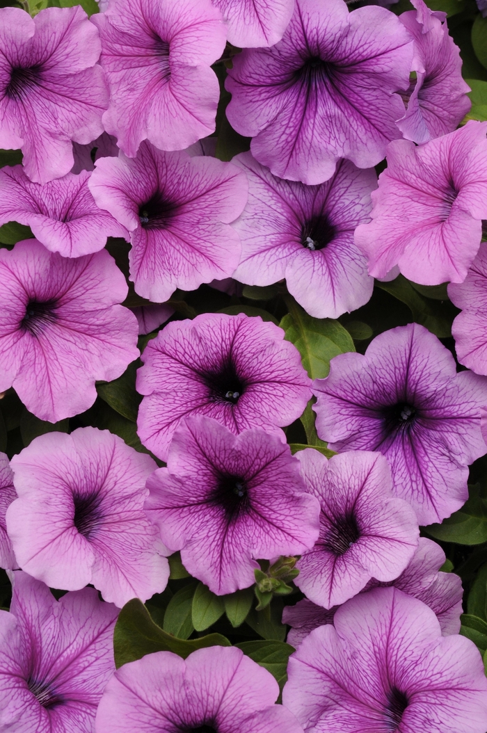 Easy Wave® Plum Vein - Petunia hybrida from Kings Garden Center