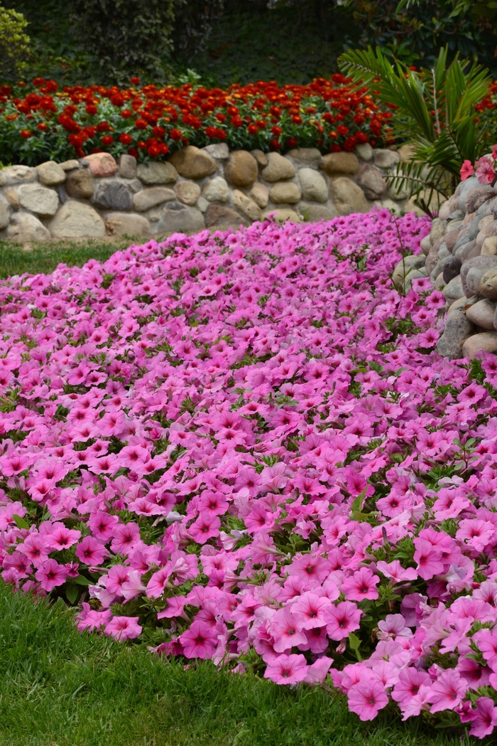 Easy Wave® Pink Passion - Petunia hybrida from Kings Garden Center