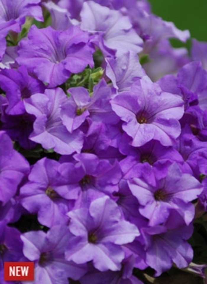 Surfinia® Heavenly Blue - Petunia hybrida from Kings Garden Center