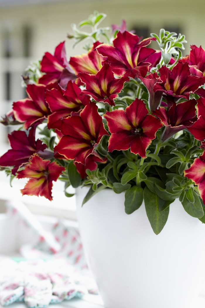 Crazytunia® Mandeville - Petunia hybrid from Kings Garden Center