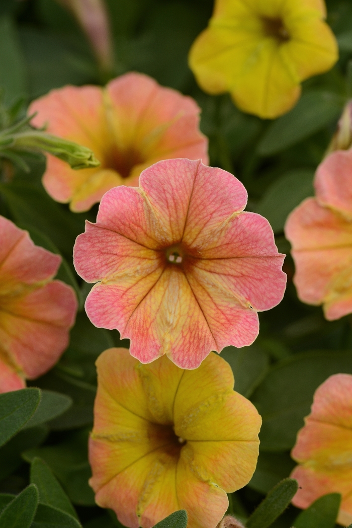 Cascadias™ Indian Summer - Petunia hybrid from Kings Garden Center