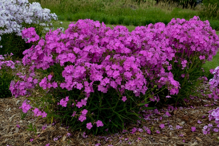'Opening Act Ultrapink' - Phlox hybrid from Kings Garden Center