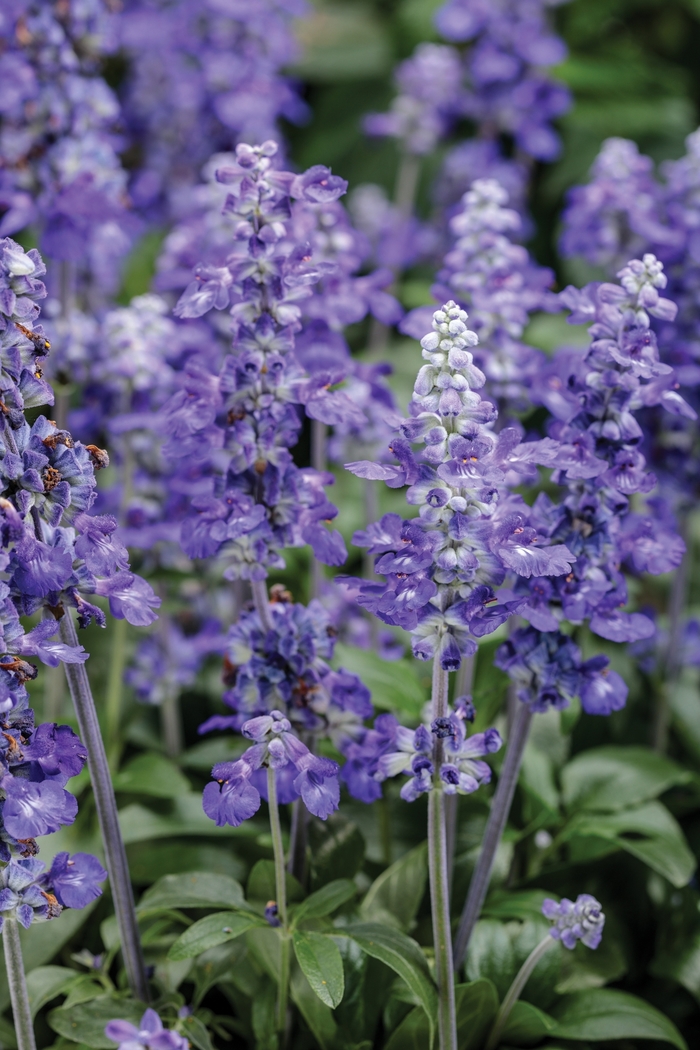 Unplugged™ So Blue™ - Salvia farinacea from Kings Garden Center