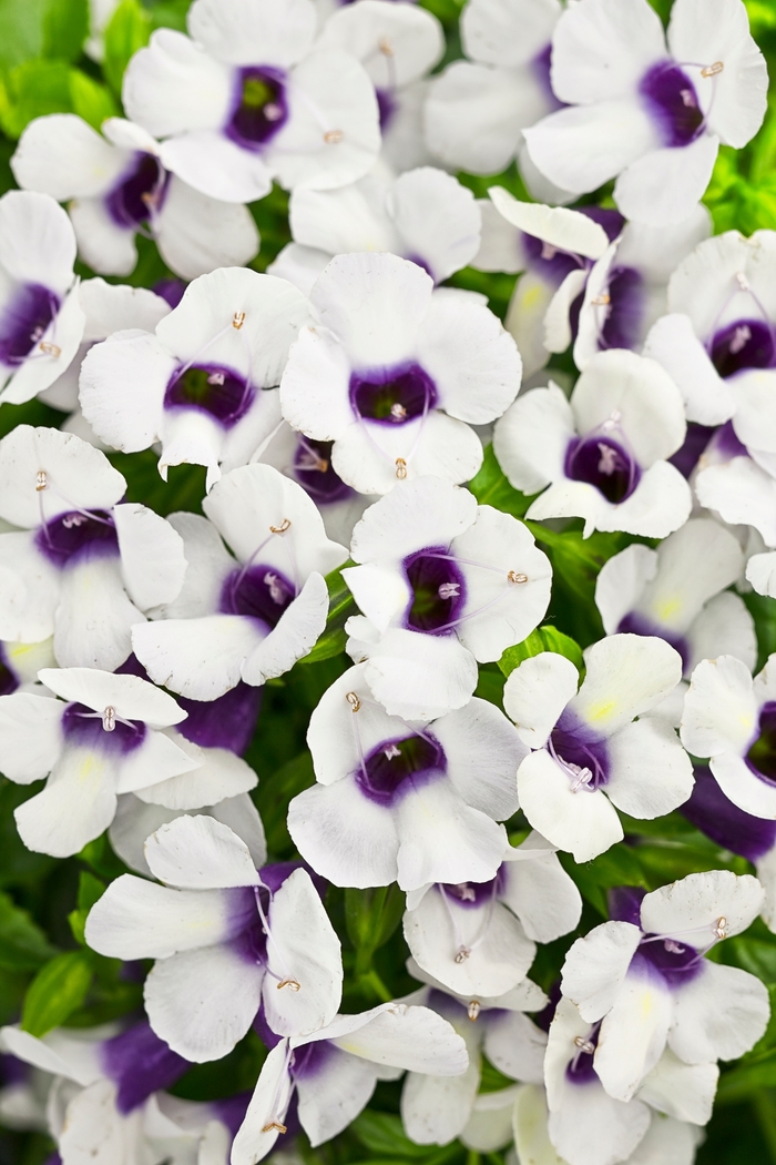 Catalina® Grape-O-Licious™ - Torenia hybrid from Kings Garden Center