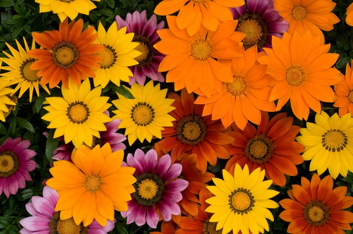 New Day® Bright Mix - Gazania rigens from Kings Garden Center