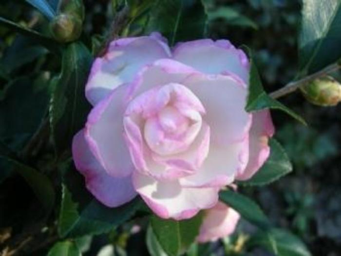  'Leslie Ann' Camellia Sasanqua - Camellia sasanqua 'Leslie Anne' from Kings Garden Center