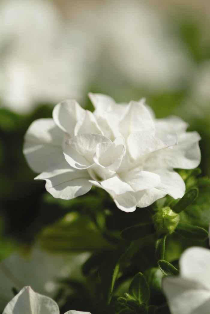 Wave® White - Petunia x hybrida from Kings Garden Center
