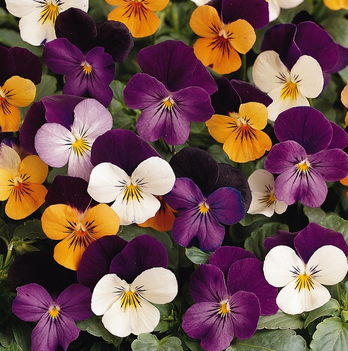 Sorbet® Jump Up Mixture - Viola cornuta from Kings Garden Center