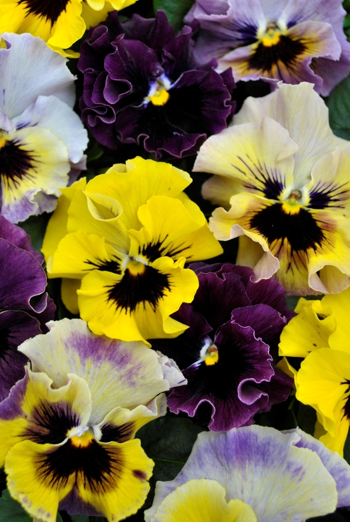 Frizzle Sizzle Mini Mix - Viola cornuta from Kings Garden Center