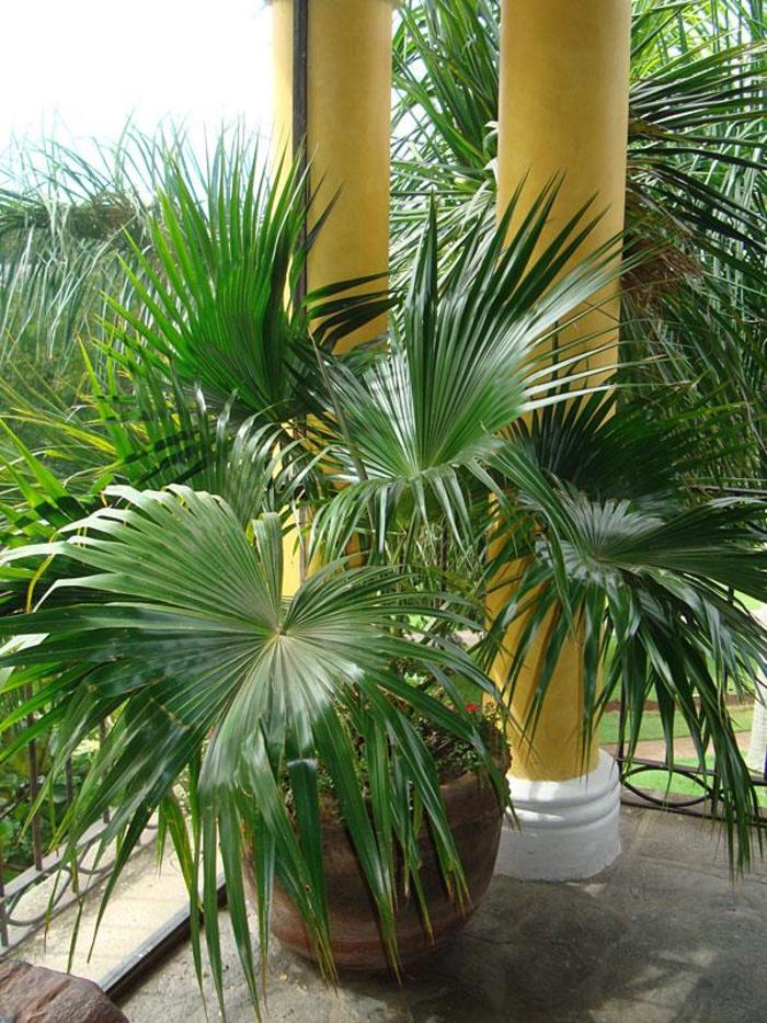 Chinese Fan Palm - Livistona chinensis from Kings Garden Center