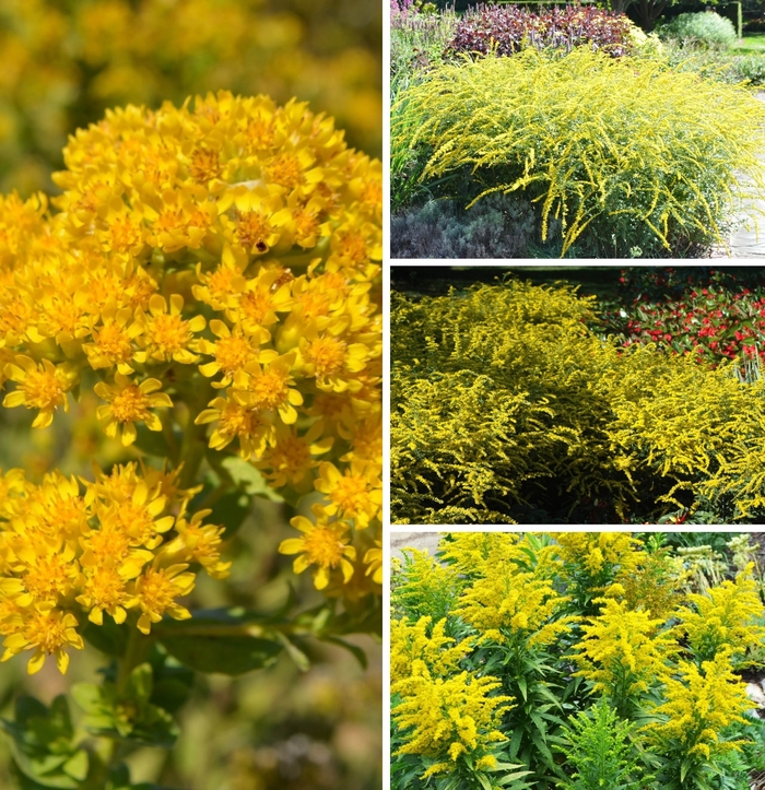 Multiple Varieties - Solidago from Kings Garden Center