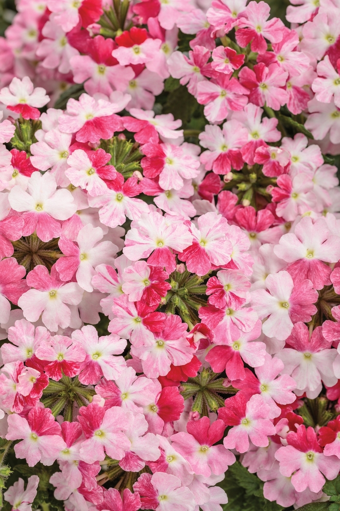 Superbena Sparkling® Rose - Verbena hybrid from Kings Garden Center