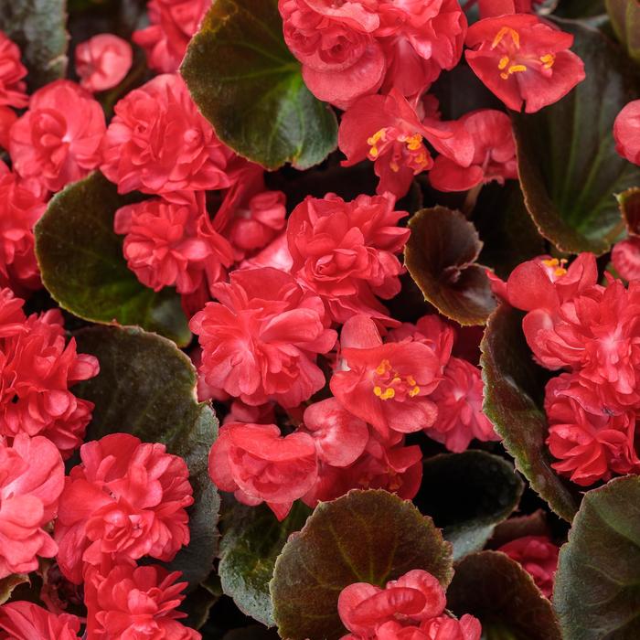 Double Up™ Red - Begonia semperflorens from Kings Garden Center