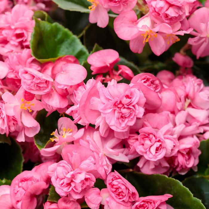 Double Up™ Pink - Begonia semperflorens from Kings Garden Center