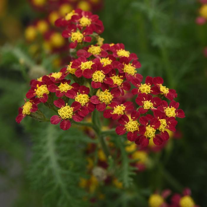 Milly Rockô Red - Achillea millefolium from Kings Garden Center