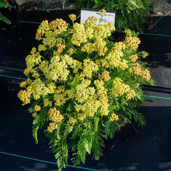 Milly Rockô Yellow - Achillea millefolium from Kings Garden Center