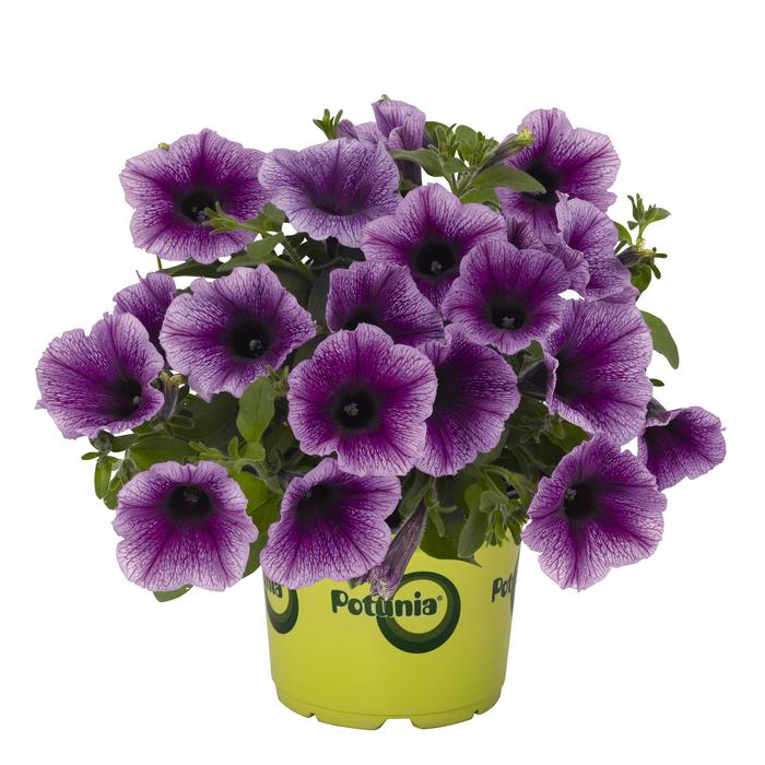 Potunia Plus Denim - Petunia hybrid from Kings Garden Center