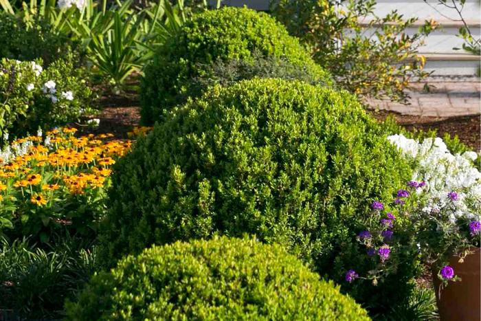 Baby Gem™ Boxwood - Buxus microphylla var japonica from Kings Garden Center