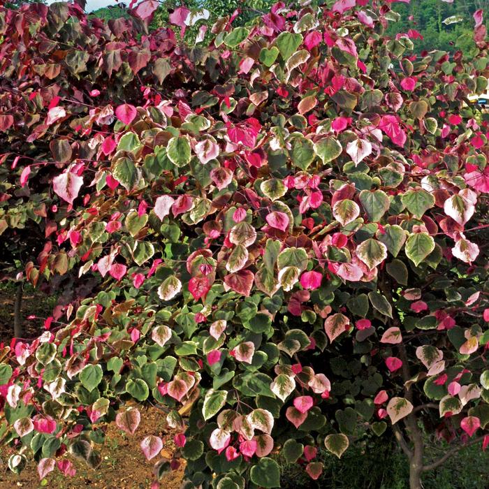 Carolina Sweetheart™ - Cercis canadensis from Kings Garden Center