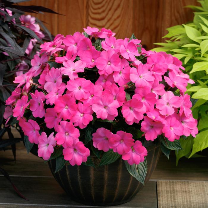 SunPatiens® Compact Hot Pink - Impatiens x hybrida from Kings Garden Center