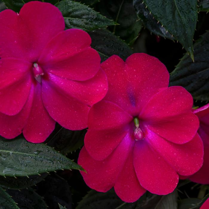 SunPatiens® Compact Rose Glow - Impatiens x hybrida from Kings Garden Center