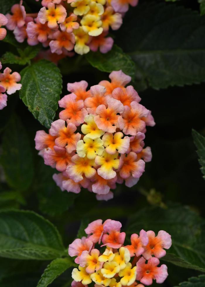 Lucky™ Peach - Lantana camara from Kings Garden Center