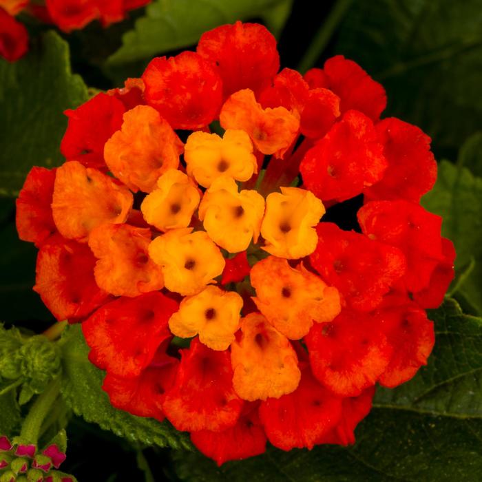 Hot Blooded™ Red - Lantana camara from Kings Garden Center