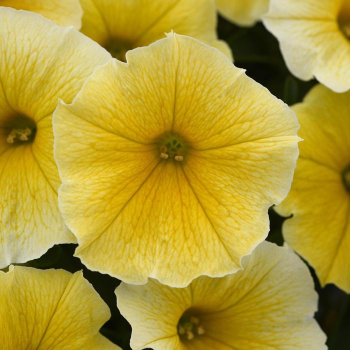 'Bee's Knees' - Petunia x hybrida from Kings Garden Center