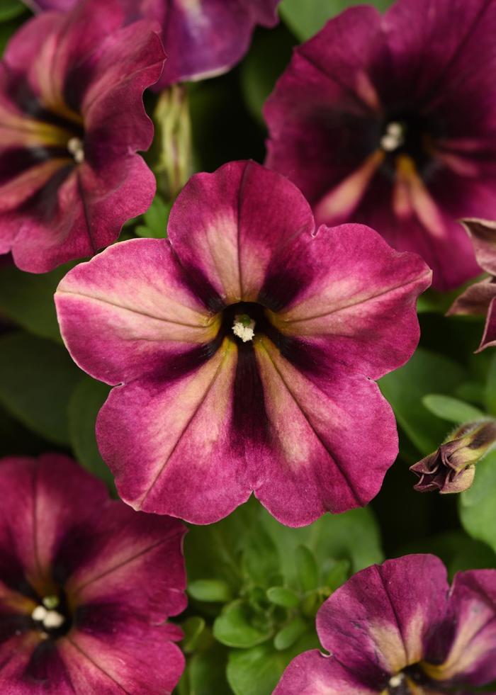 'Jelly Roll' - Petunia x hybrida from Kings Garden Center