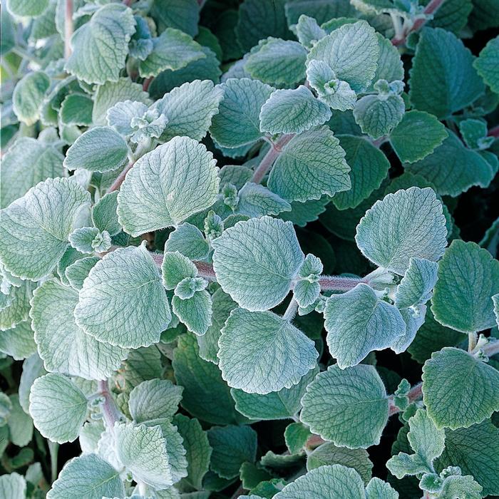 'Nicolleta' Swedish Ivy - Plectranthus coleoides from Kings Garden Center