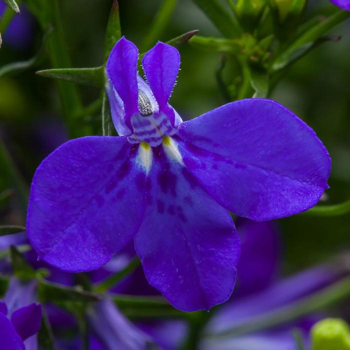 Techno® Cobalt Blue - Lobelia erinus from Kings Garden Center