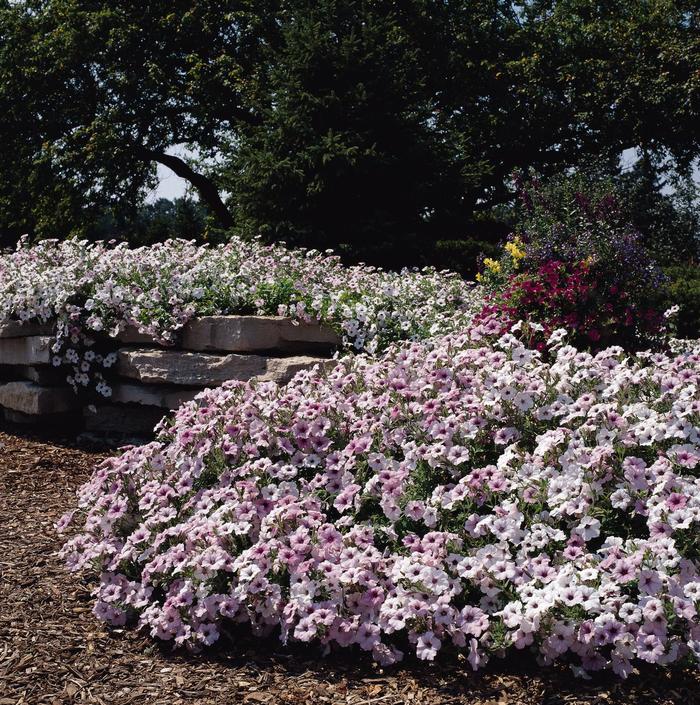 Petunia - Petunia hybrida 'Tidal Wave Silver' from Kings Garden Center