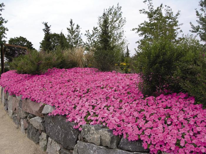 Petunia - Petunia hybrida 'Pink Wave' from Kings Garden Center