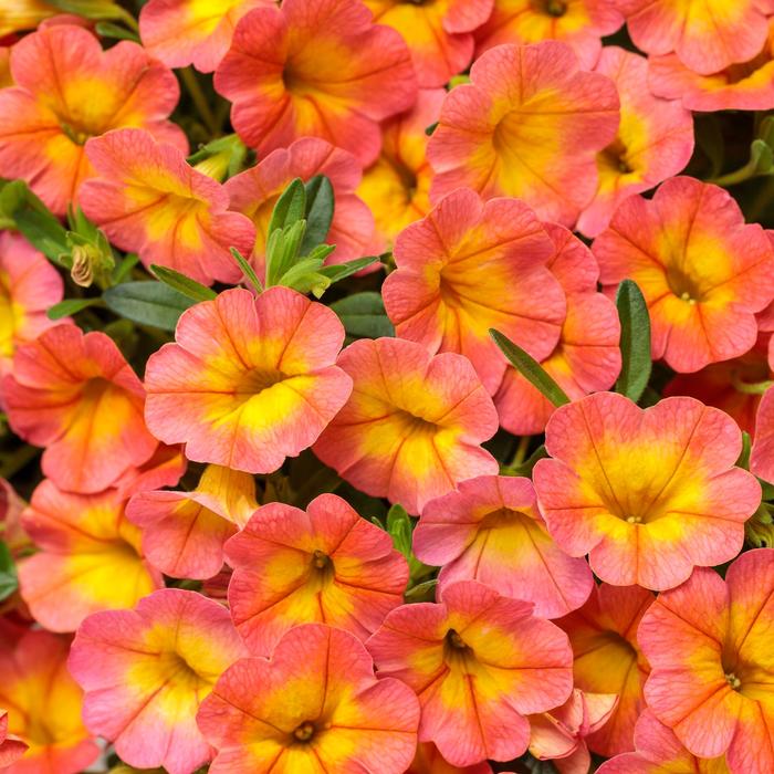 Superbells® 'Coral Sun' - Calibrachoa hybrid from Kings Garden Center