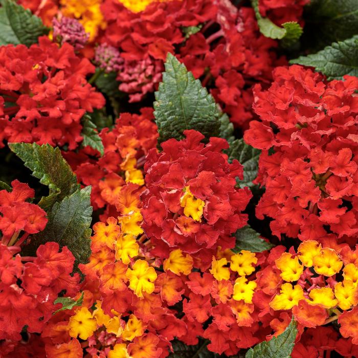 Luscious® Royale Red Zone™ - Lantana camara from Kings Garden Center