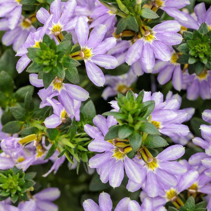 Whirlwind® Starlight™ - Scaevola aemula from Kings Garden Center