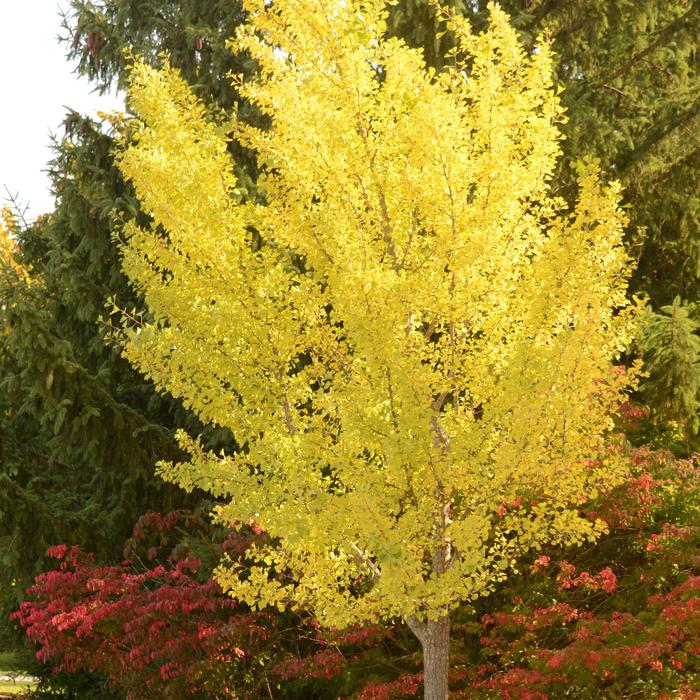 Ginkgo - Ginkgo biloba 'Autumn Gold' from Kings Garden Center