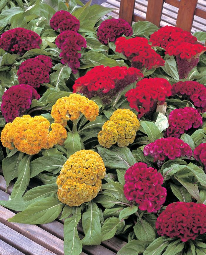 Armor™ Series Cockscomb - Celosia cristata from Kings Garden Center