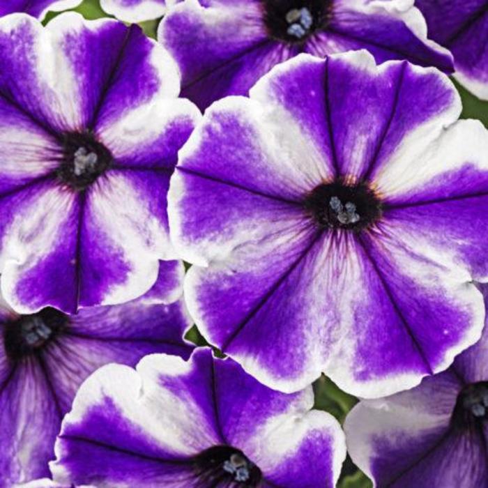 Crazytunia® Blue Ice - Petunia hybrid from Kings Garden Center