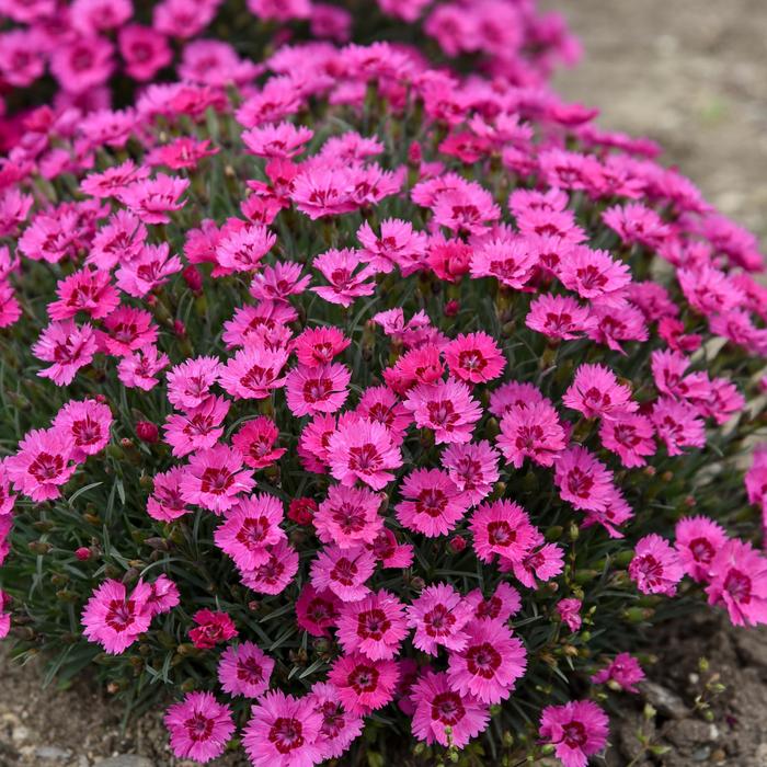 'Paint the Town Fancy' - Dianthus hybrid from Kings Garden Center