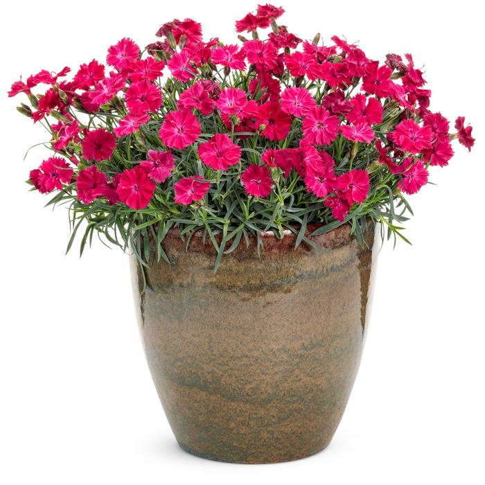 'Paint the Town Red' - Dianthus hybrid from Kings Garden Center