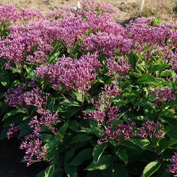 Euphoria™ Ruby Joe-Pye Weed - Eupatorium purpureum from Kings Garden Center