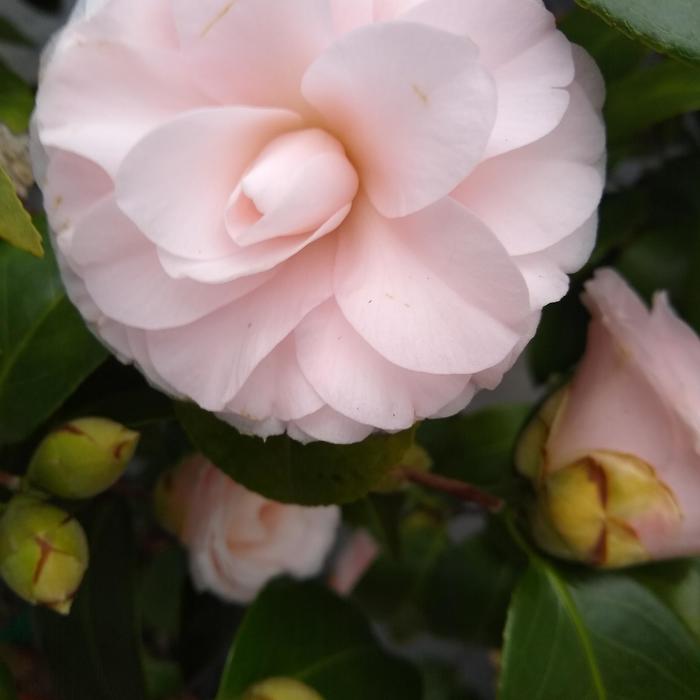Camellia Japonica Goggy - Camellia Japonica 'Goggy' from Kings Garden Center