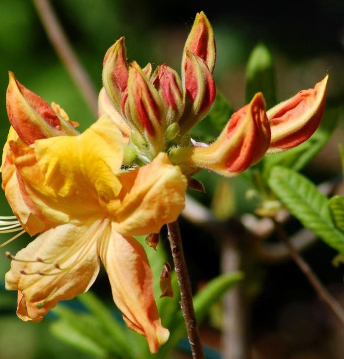 Fashion Azalea - Rhododendron 'High Fashion' from Kings Garden Center