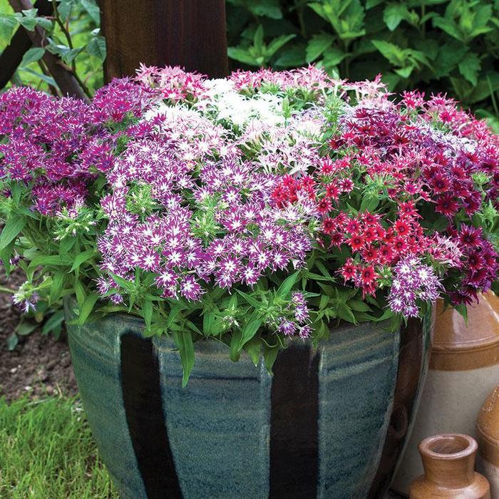 Assorted Annual Phlox - Phlox from Kings Garden Center